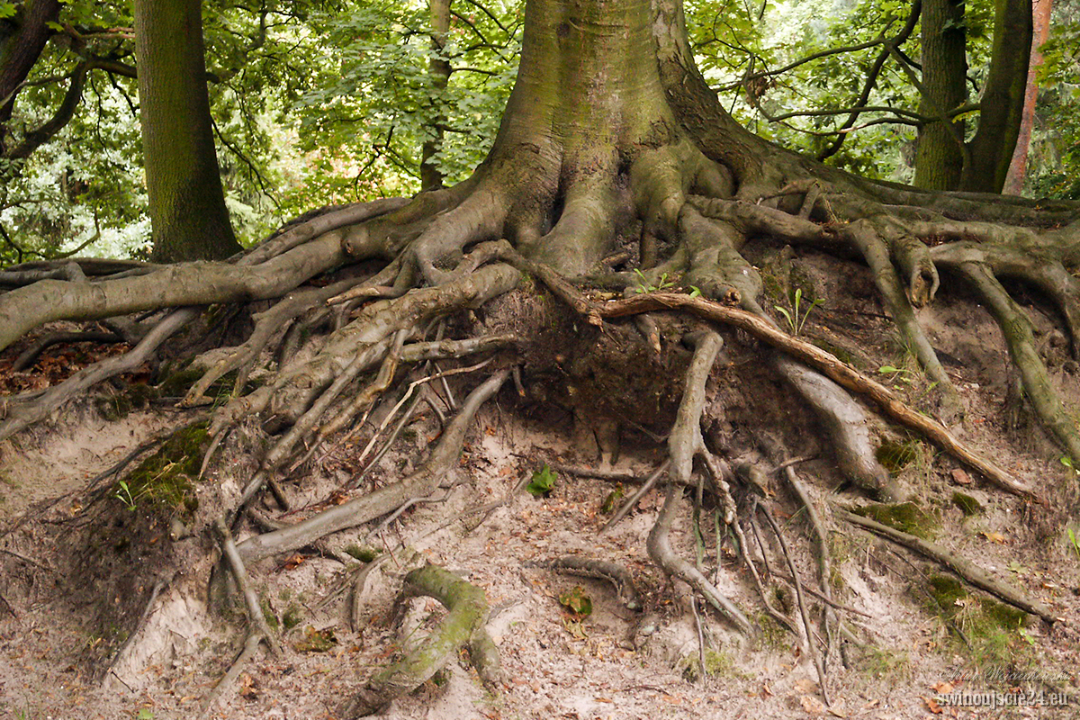 2004 minolta s414 PICT0099