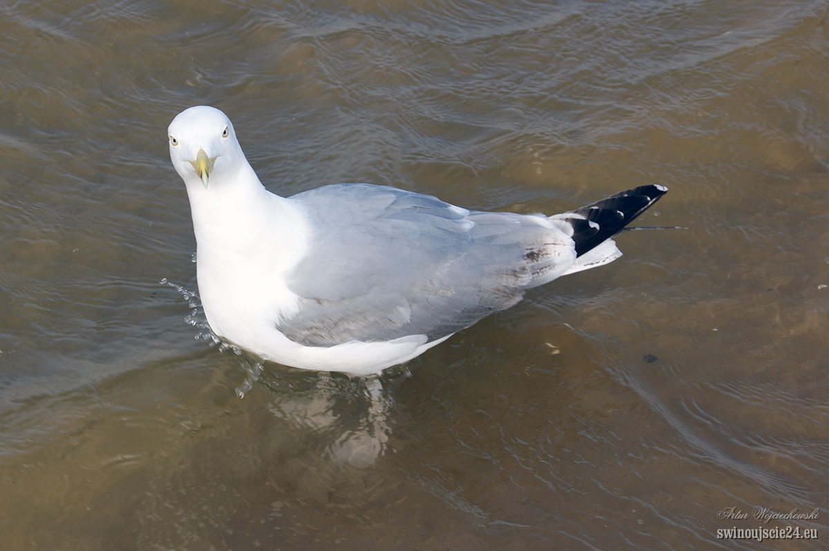 2012 sony alfa 350 DSC00766