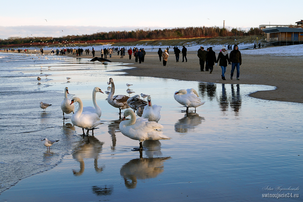 2014 sony alfa 58 DSC01809