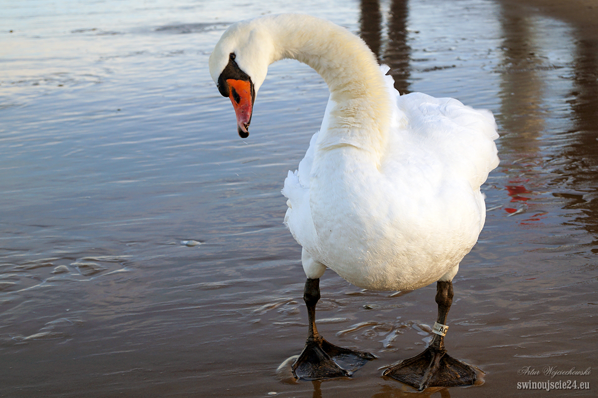 2014 sony alfa 58 DSC01816