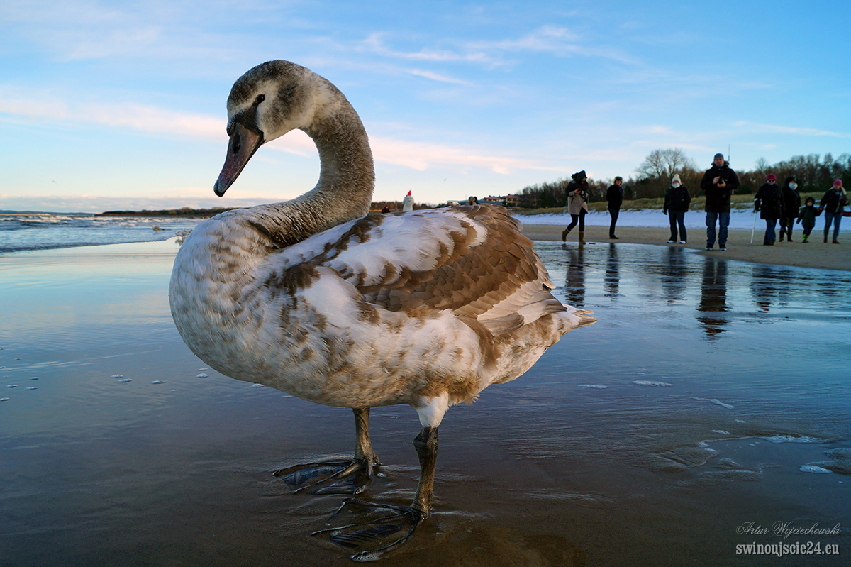 2014 sony alfa 58 DSC01822