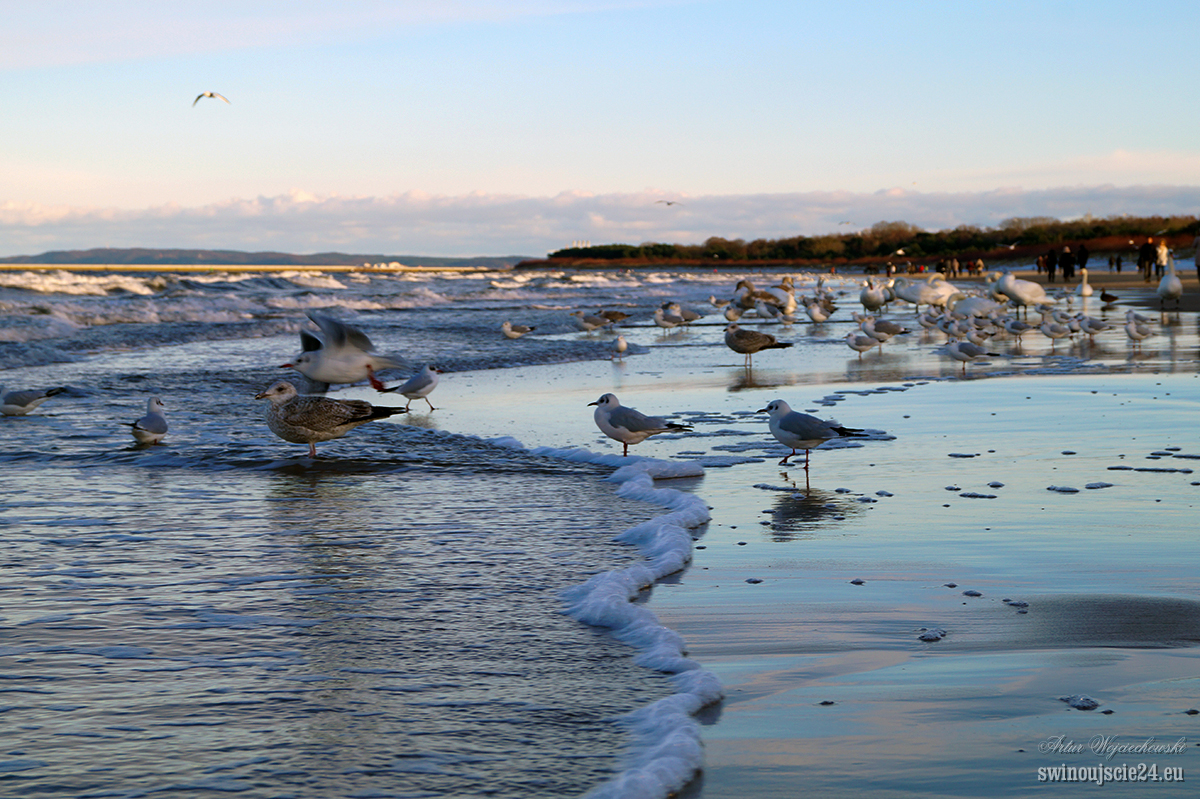 2014 sony alfa 58 DSC01841