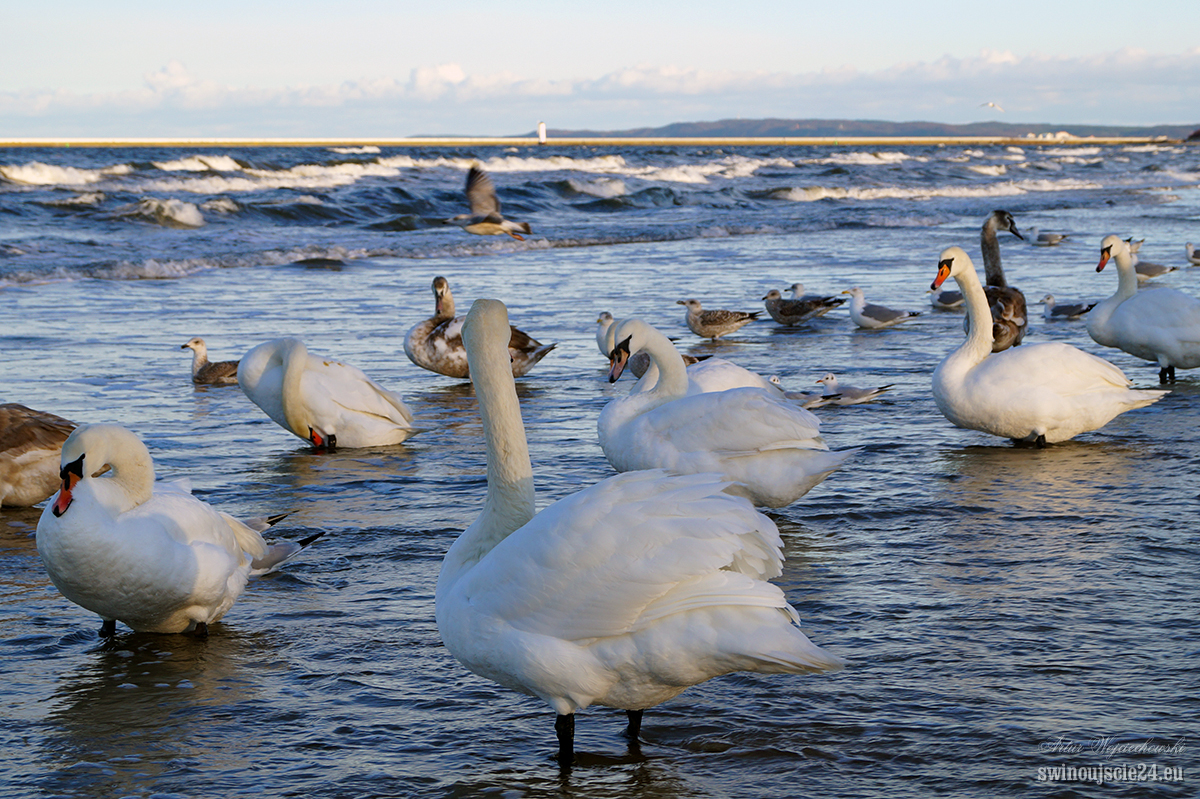 2014 sony alfa 58 DSC01847